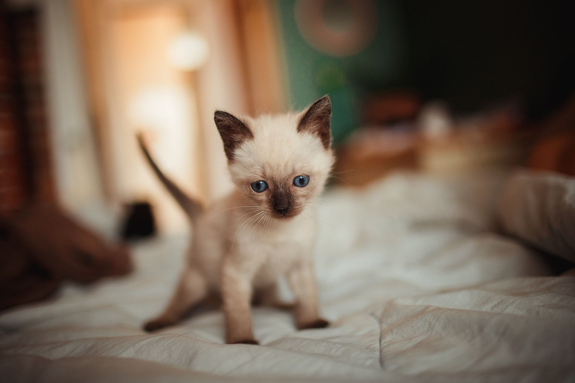 Сіамська кішка / © Pexels