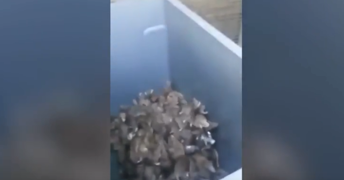Пацюки у Парижа