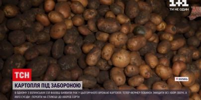 Новини України: рак картоплі виявили в одному із сіл на Волині