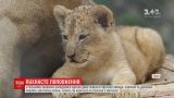 В чешском зоопарке родились двое львят редкой породы