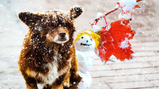 Синоптики говорят, что зима не будет слишком суровой / Коллаж ТСН.ua