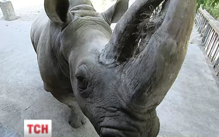 В киевском зоопарке носорога посадят на диету, а медведей закармливают