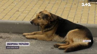 Катували не лише людей, а і тварин: звірства росіян в окупованих містах