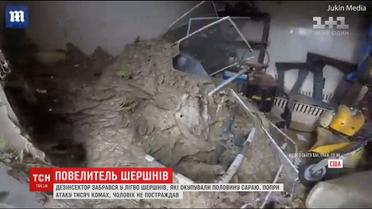 У США чоловік потрапив у лігво шершнів, які окупували половину сараю