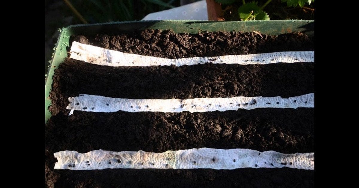 Посів насіння