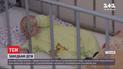 В Житомире социальные службы застали многодетную мать пьяной и отобрали у нее пятерых детей