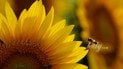 Топ-10 квітів, які пишно квітнуть саме у серпні