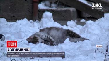 Во Львове копы реанимировали кошку, чуть не угоревшую во время пожара