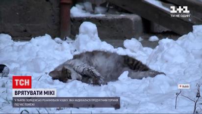 Во Львове копы реанимировали кошку, чуть не угоревшую во время пожара