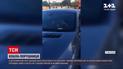 Новини світу: в Австралії коала спричинила ДТП та ледь не викрала авто