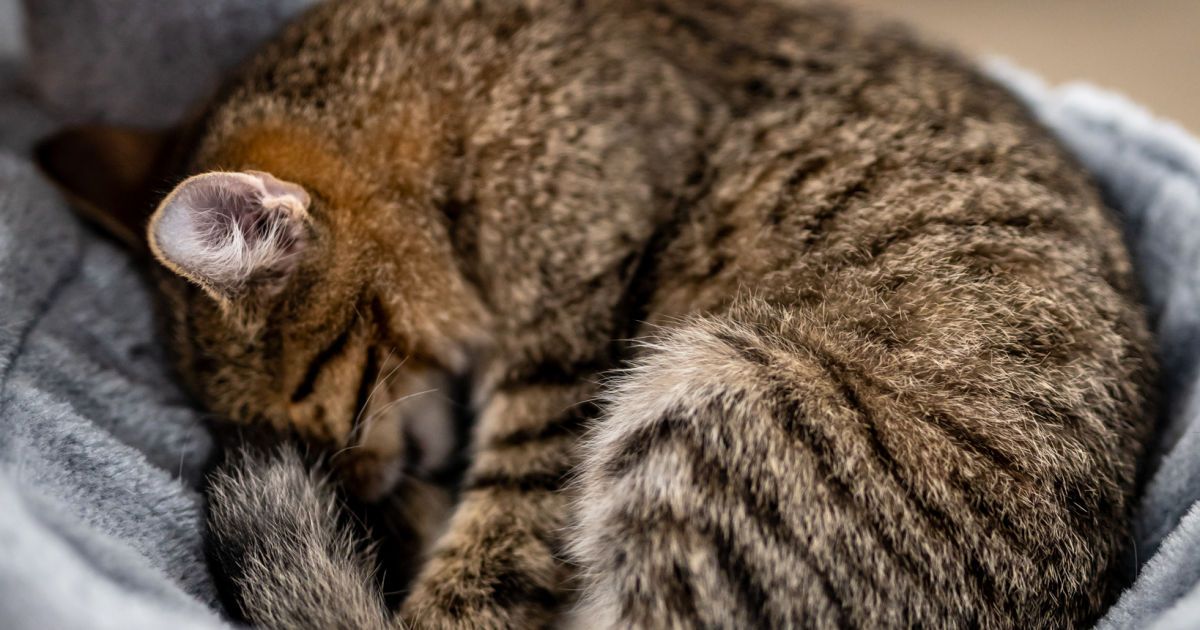 Один із підопічних кафе. Фото: Kotłownia Kocia Kawiarnia