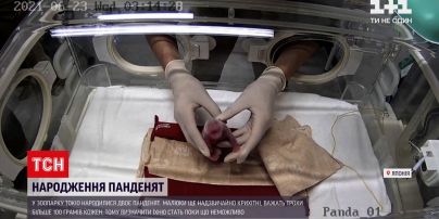 Новини світу: у японському зоопарку панда народила двох малюків