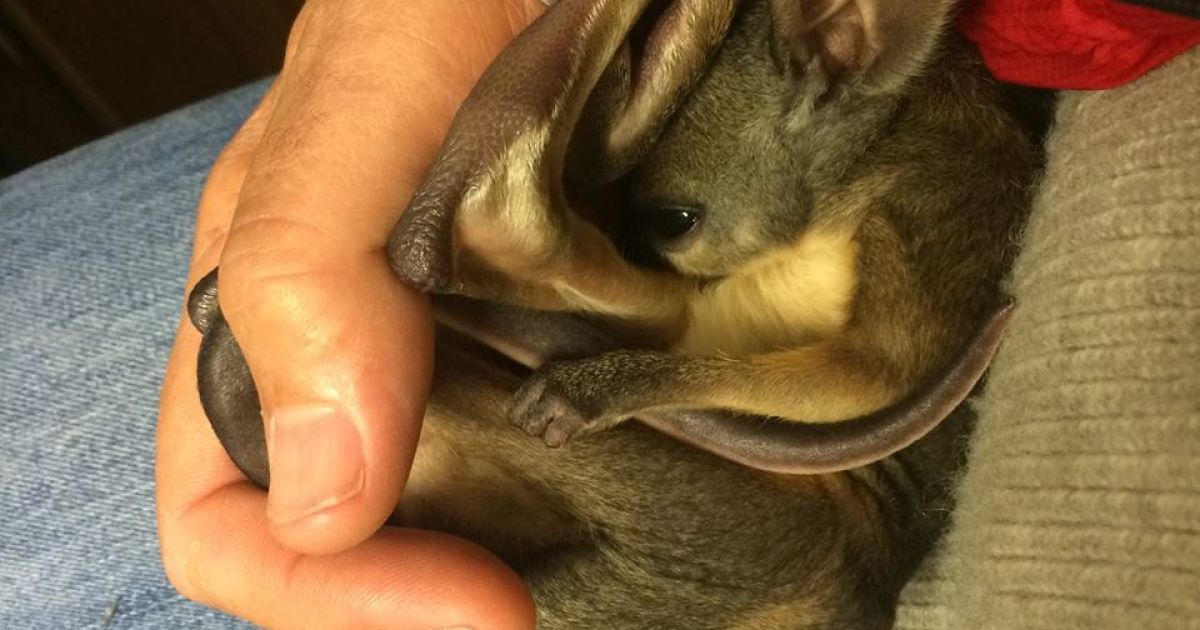 Малыш растрогал юзеров / © Facebook/Scotty the wallaby