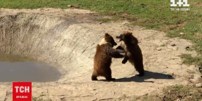 Новини України: у ведмежому притулку у Львівській області з'явилась нова жителька