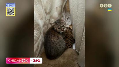 У Києві організувались бригади волонтерів, які на прохання людей годують тварин