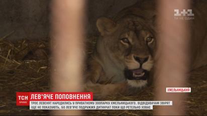 Троє левенят народились у приватному зоопарку Хмельницького