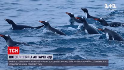 Новини світу: біля станції "Академік Вернадський" зафіксували рекордну кількість пінгвінів