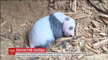 В китайском заповеднике впервые нашли в дикой природе малыша черно-белой панды