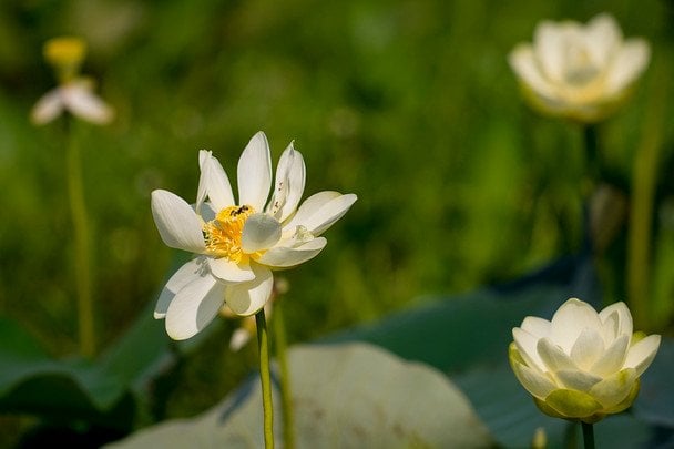 Цветок 3 — белая лилия / © Associated Press