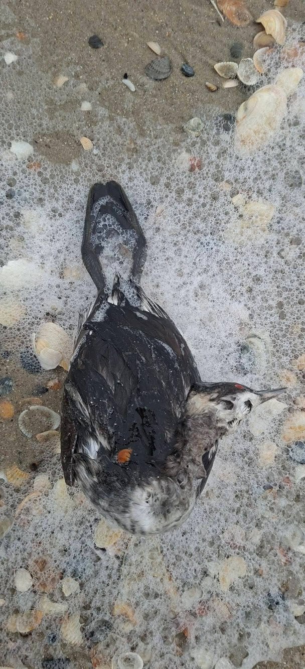 Птахи гинуть через розлив олії в Одесі / Фото: Національний природний парк «Тузлівські лимани» / © соцмережі