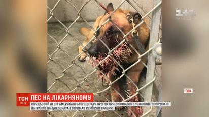 У США чотирилапого працівника поліції серйозно поранив дикобраз