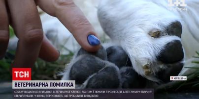 Новини України: замість грумінгу ветеринари випадково стерилізували собаку