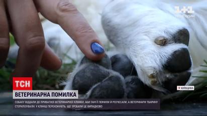 Новини України: замість грумінгу ветеринари випадково стерилізували собаку