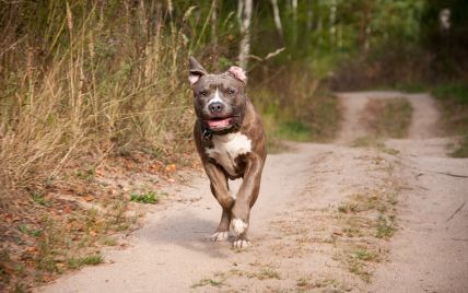 Хозяйка кричит "фас!": в Херсоне бойцовская собака терроризирует людей