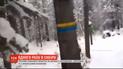 Росіянин нажахався позначок на деревах, сплутавши їх з українськими прапорами