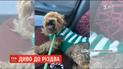 В Аризоні випадково знайшли собаку, загублену чотири роки тому