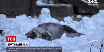 У Львові копи реанімували кішку, що ледь не вчаділа під час пожежі