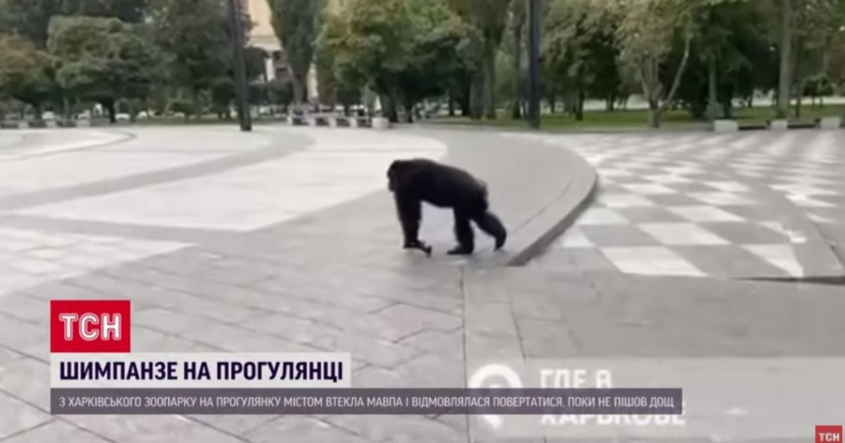 У Харкові шимпанзе розгулювала містом, але дощ змусив почимчикувати назад до зоопарку