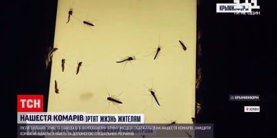 Новини світу: окупований Крим атакували комарі