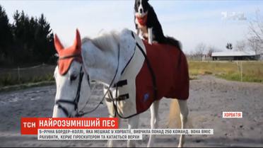 Считает, катается на скейтборде и ездит верхом: в Хорватии живет умный пес