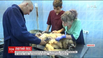 У Миколаєві вирішують долю вівчарки, яка ледь не загризла до смерті свою господиню