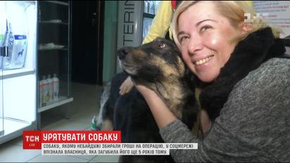 Пса, якому небайдужі збирали гроші на операцію, у соцмережі знайшла його справжня власниця