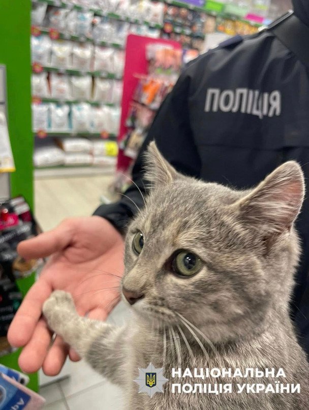 Киці приблизно 4-5 місяців / © Поліція Києва
