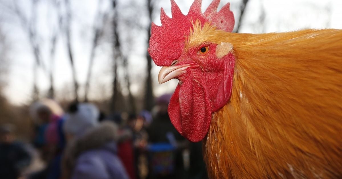 Французский суд приговорил к условному сроку мужчину, который убил петуха
