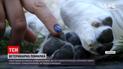 Новости Украины: вместо груминга ветеринары случайно стерилизовали собаку