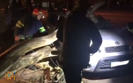 У Кривому Розі дерево впало на авто з водієм, який саме паркувався