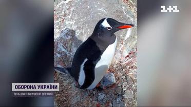 "Пінгвін-бум": біля антарктичної станції Вернадського масово народжуються пінгвінята