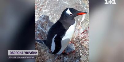 "Пінгвін-бум": біля антарктичної станції Вернадського масово народжуються пінгвінята