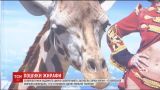 Жителей Ровно напугало исчезновения жирафа, которого в город на гастроли привез цирк