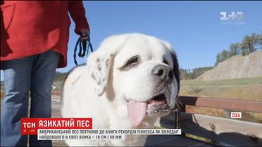 Белый сенбернар Мочи попал в книгу рекордов Гиннеса как пес с самым длинным языком