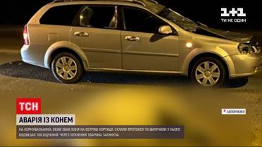 Новости Украины: на водителя, который сбил животное на острове Хортица, составили протокол