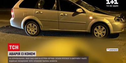 Новости Украины: на водителя, который сбил животное на острове Хортица, составили протокол