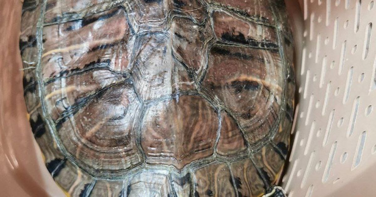 В Києві у сміттєвому баці знайшли маленького кролика та червоновуху черепаху