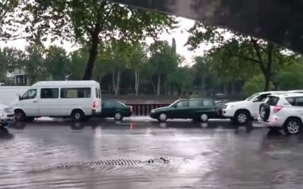 Появилось видео, на котором по улице затопленного Тбилиси посреди машин плывет крокодил