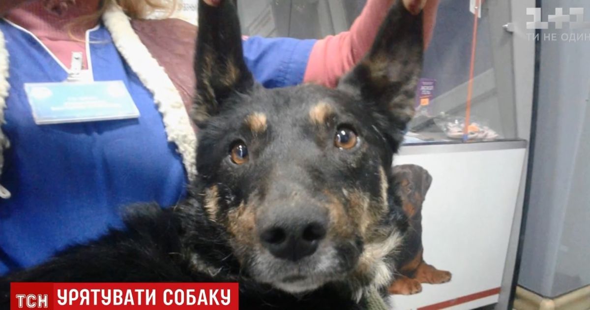 В Киеве дают 100 евро за спасение собаки "Дартаньяна"