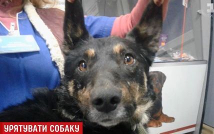 В Киеве дают 100 евро за спасение собаки "Дартаньяна"